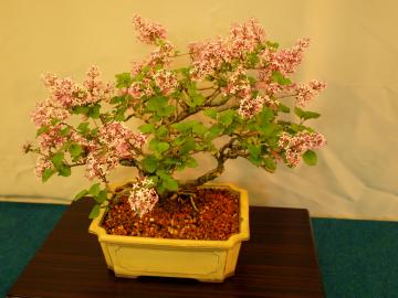 �t�̎R�쑐