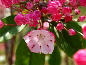 �J���~�A�̉�
