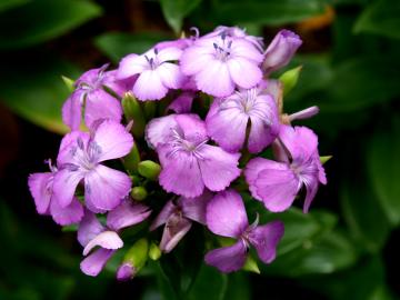 �l���q�@�n�}�i�f�V�R