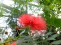 ���b�h�E�p�E�_�[�E�p�t�@�˂ނ̖؂Ɏ���