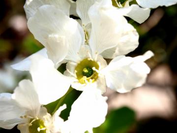 ���L���E�o�C�̉�
