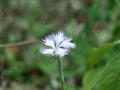 �J�����i�f�V�R�@�~�X�g