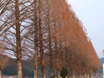 ���^�Z�R�C�����؁@