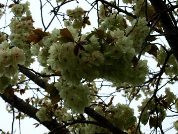 �M���C�R�E