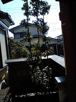 悲