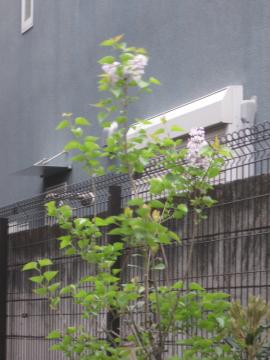 CbN