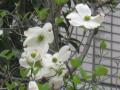 ハナミズキ花白アップ