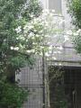 ハナミズキ花白