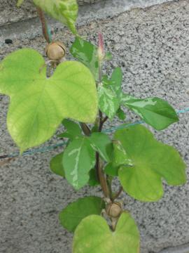 ڂ݁