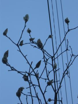 RuVڂ݂P