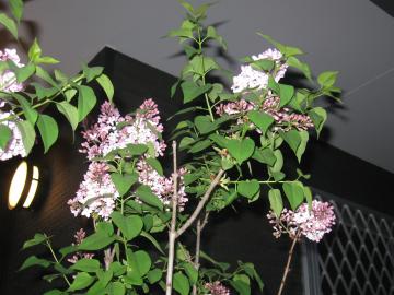 CbN
