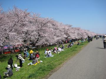 sakura