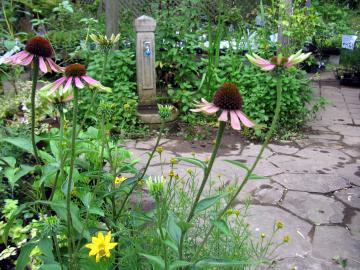 �G�L�i�Z�A�@�O���[���G�����B