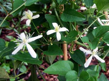 �N���}�`�X�@�Z���j���\�E�@�̉�