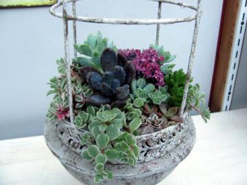 �����A���̃A�����W