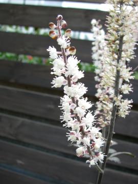 �L�~�L�t�K