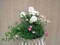 寄せ植え教室作品 ストックとミニバラ「ゆうき」と小花の寄せ植え