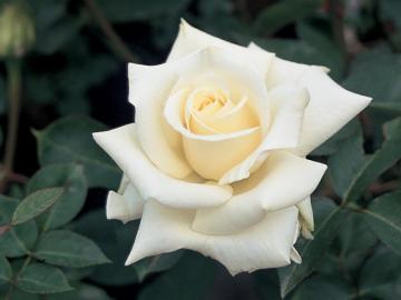 �z���C�g�E�L���b�g