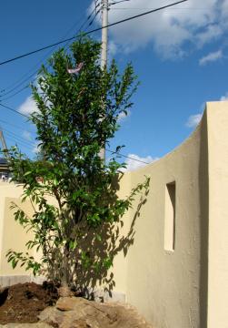 �J���^�l�I�K�^�}