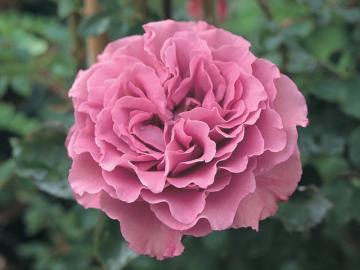 �o���@����