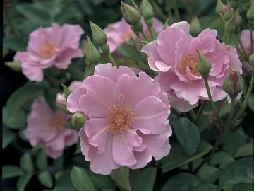 �o���@���̉�