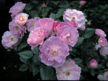 �o���@�u���[�E�t�H�[�E���[