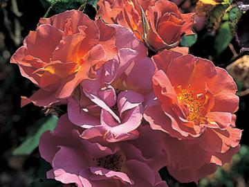 �o���@�W�E�G�h���[�h�E�C�[�f�B�X�E�z�[���f��