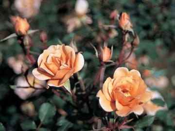 �~�j�o���@�`���[���[�u���E��