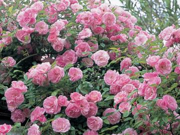 ��o���@�s���N�E�T�}�[�E�X�m�[