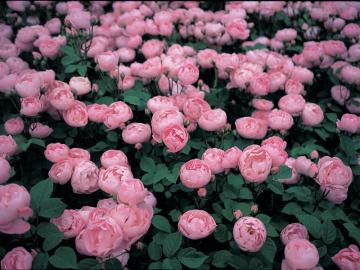 �o���@���E�v���b�^�[