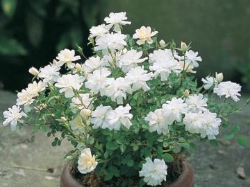 ���~�j�o���I�~�Z�X�J�Y�R