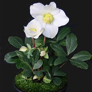 �N���X�}�X���[�Y�@�j�Q���i�m�C�K�[�j�u�}���A�v