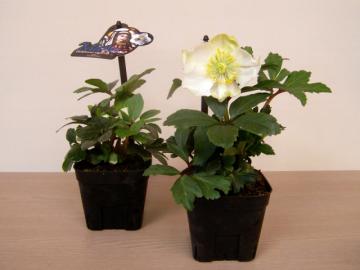 �N���X�}�X���[�Y�@�j�Q���i�m�C�K�[�j�u�}���A�v