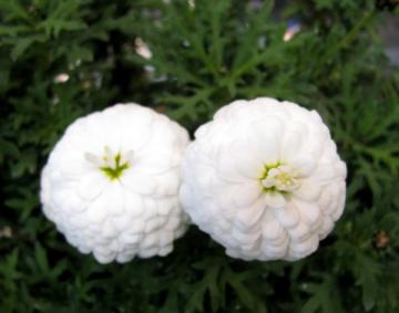 �}�[�K���b�g