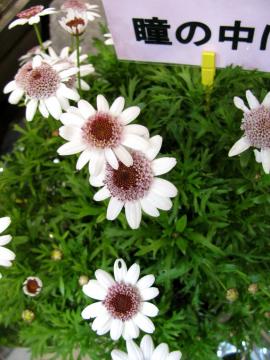 �}�[�K���b�g