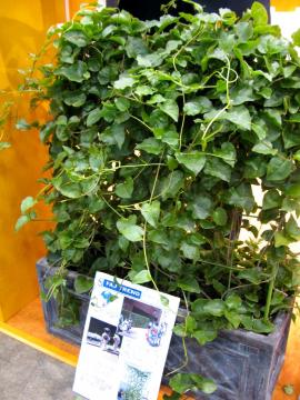 �O���[���X�N���[��