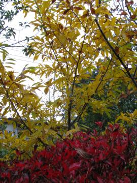 �J�i�N�M�m�L