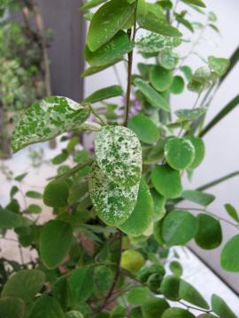 �U�C�t���{�N�H