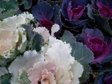 �n�{�^���@�Ȃ݃X�v���[