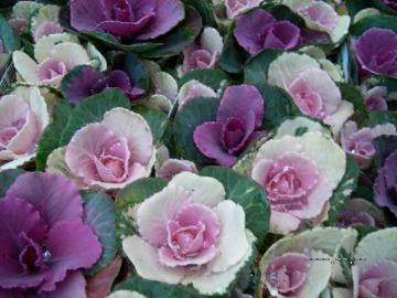 �X�v���[�n�{�^��