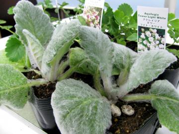 �T���r�A�@�A���Q���e�A