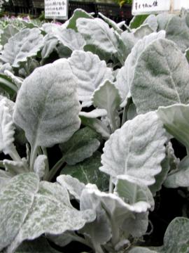 �V���^�G�M�N�@�V���E�X