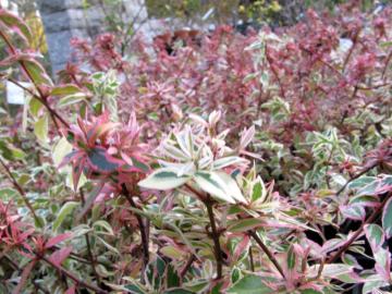 �A�x���A�@�R���t�F�b�e�B