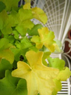 �q���[�P��