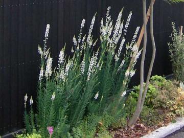 ���i���A�v���v���A�@�z���C�g