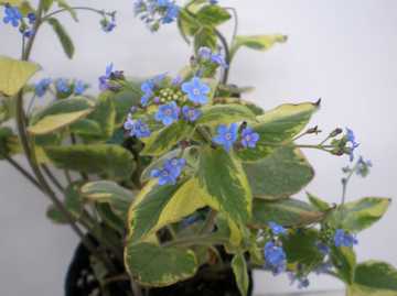 �u�����l���@�n�h�X�y���N���[��