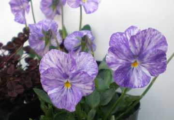 �h���r�I���@�R���r�l