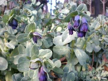 �Z�����Z�@�}���[��