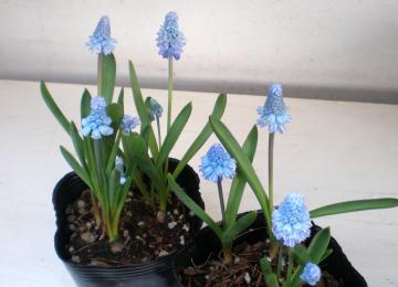 ���X�J���@�A�Y���E��