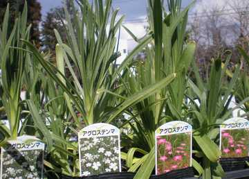 �A�O���X�e���}�@�c